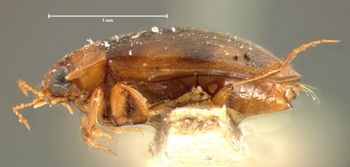 Media type: image;   Entomology 5983 Aspect: habitus lateral view